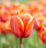 Tulpe  Tulipa 'Dafeng', BIO