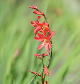 Montbretia  Crocosmia 'Carmine Brilliant' (Montbretien) - Topf