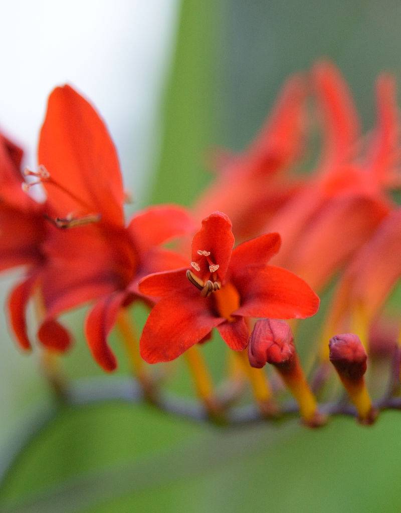 Montbretia  Crocosmia 'Lucifer' (Montbretien) - Topf