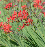 Montbretia  Crocosmia 'Lucifer' (Montbretien) - Topf