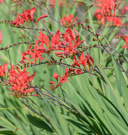 Montbretia  Crocosmia 'Lucifer' - Topf