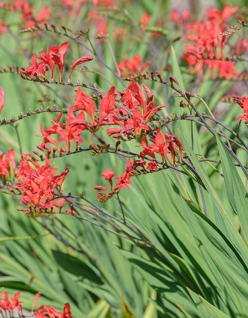 Montbretia  Crocosmia 'Lucifer' (Montbretien) - Topf