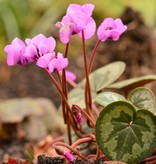 Garten-Alpenveilchen (Frühlings)  Cyclamen coum (Frühlings-Garten-Alpenveilchen) - Topf