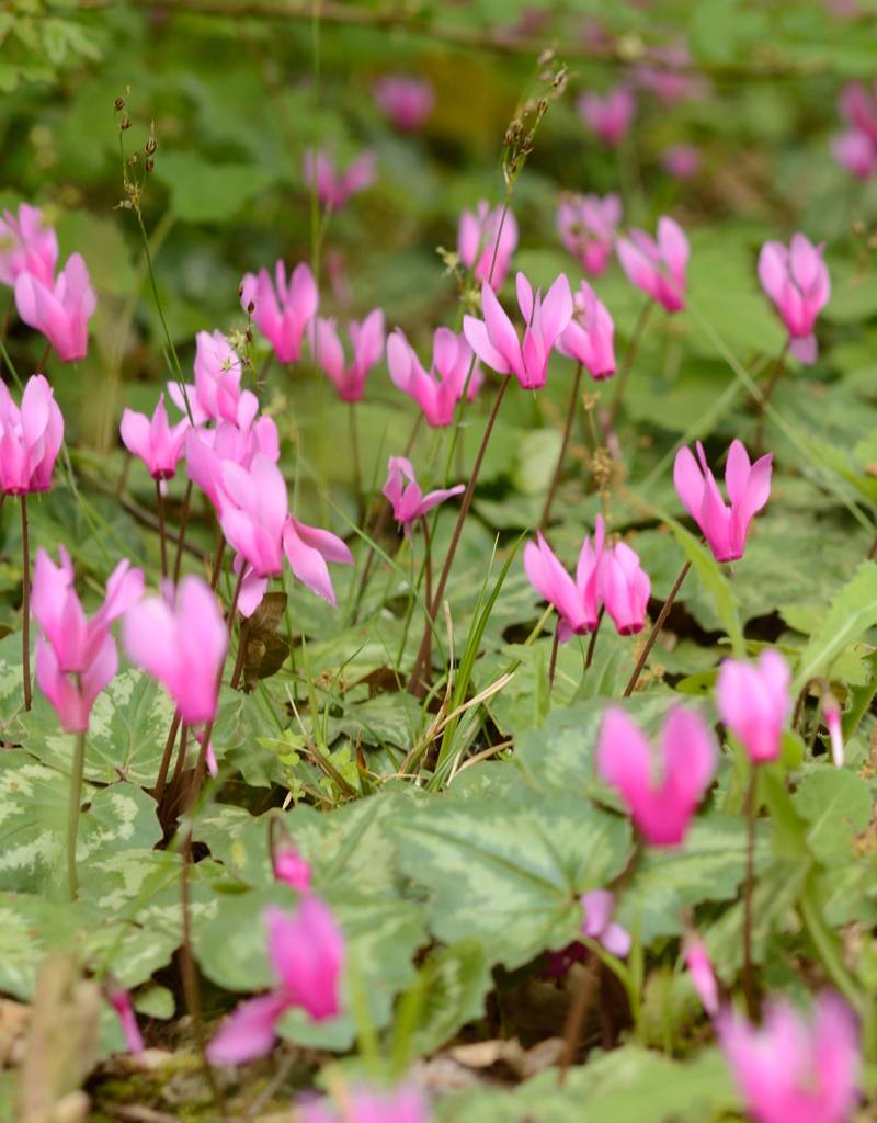 Garten-Alpenveilchen (Frühlings)  Cyclamen coum (Frühlings-Garten-Alpenveilchen) - Topf