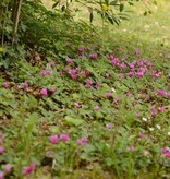 Garten-Alpenveilchen (Frühlings)  Cyclamen coum (Frühlings-Garten-Alpenveilchen) - Topf