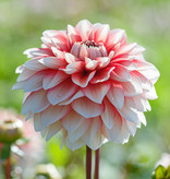 Dahlia  Dahlia 'Larry’s Love', BIO - ANGEBOT