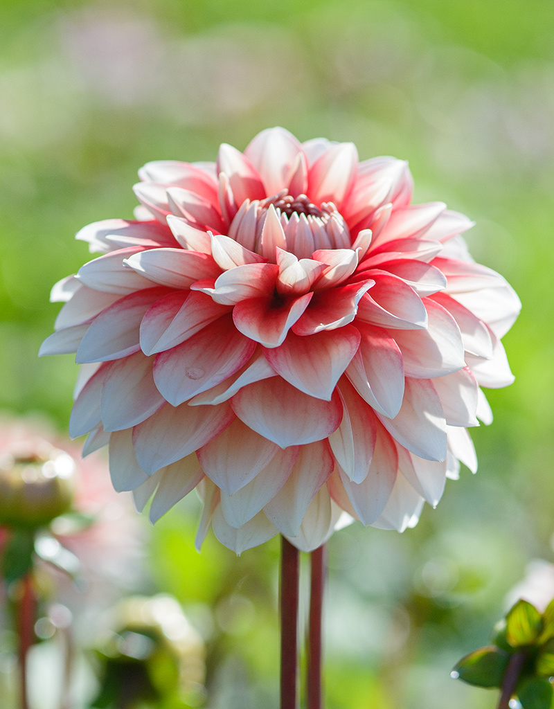 Dahlia  Dahlia 'Larry’s Love', BIO - ANGEBOT