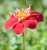 Dahlia  Dahlia 'Impression Festivo', BIO - ANGEBOT