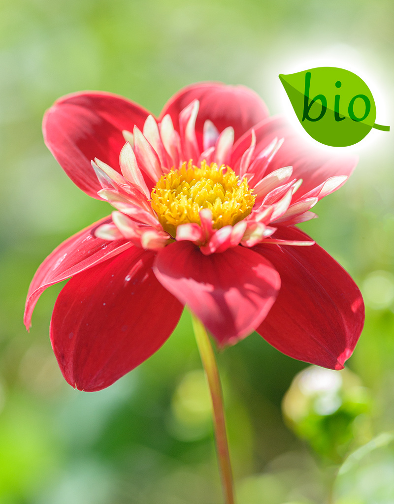 Dahlia  Dahlia 'Impression Festivo', BIO - ANGEBOT