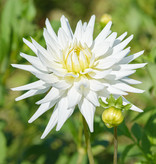 Dahlia  Dahlia 'My Love', BIO - ANGEBOT