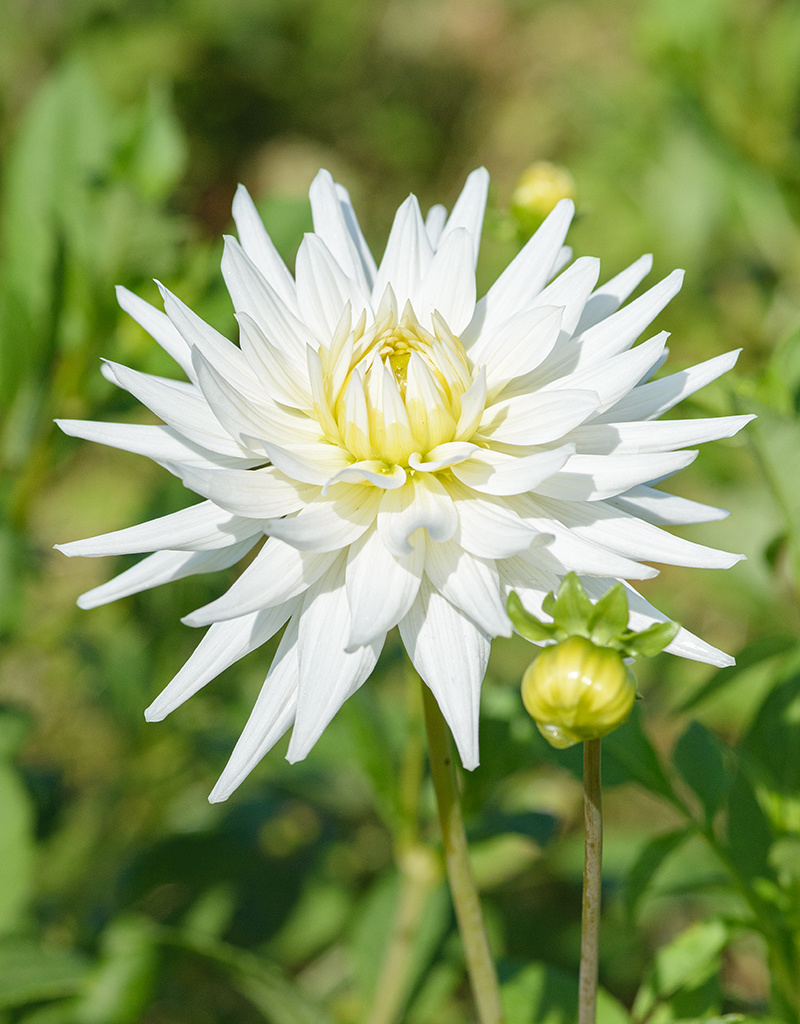 Dahlia  Dahlia 'My Love', BIO - ANGEBOT