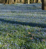 Blaustern (Sibirischer)  Scilla siberica, Bio (Sibirischer Blaustern) - Stinsenpflanze, BIO - ANGEBOT