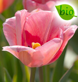 Tulpe  Tulipa 'Design Impression', BIO