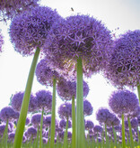 Zierlauch  Allium 'Globemaster' (Zierlauch) - ANGEBOT