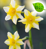 Narzisse  Narcissus 'New Baby', BIO - ANGEBOT