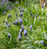Traubenhyazinthe (Breitblättrige)  Muscari latifolium (Breitblättrige Traubenhyazinthe) - Stinsenpflanze, BIO - ANGEBOT