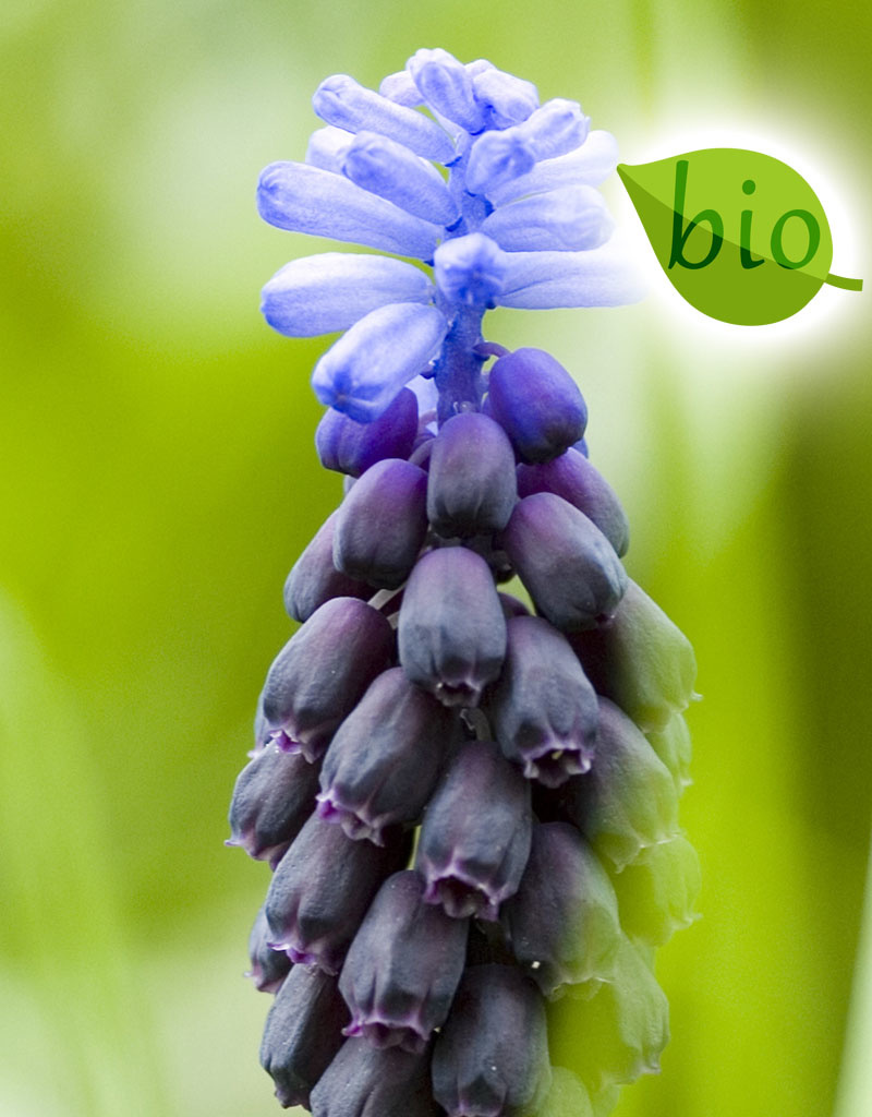 Traubenhyazinthe (Breitblättrige)  Muscari latifolium (Breitblättrige Traubenhyazinthe) - Stinsenpflanze, BIO - ANGEBOT