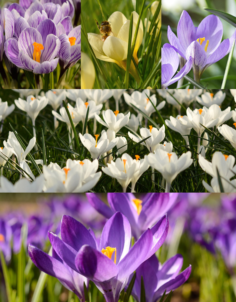 Mischung  777 Krokus Hocus Pocus Paket