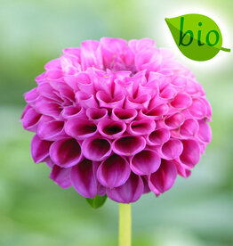 Dahlia  Dahlia 'Rocco', BIO