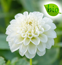 Dahlia  Dahlia 'Snowflake', BIO