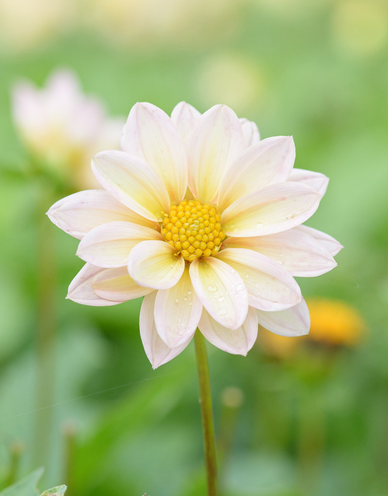 Dahlia  Dahlia 'Topmix Apricot', BIO