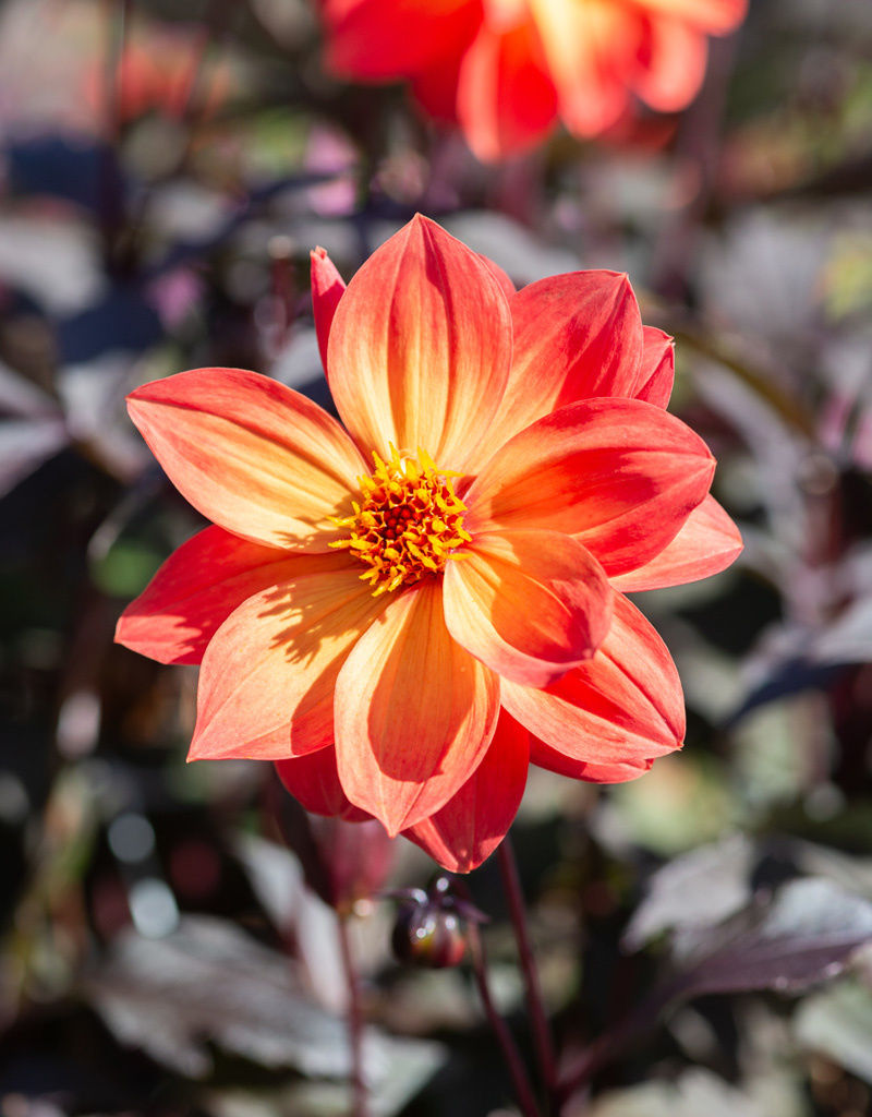 Dahlia  Dahlia 'Dreamy Sunset', BIO