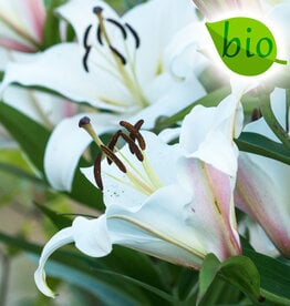 Lilien   Lilium 'Tisento' weiß - BIO