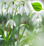 Schneeglöckchen  Galanthus nivalis - 'im Grünen' - natürlicher Anbau