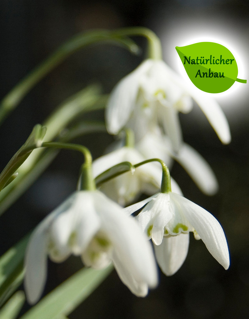Schneeglöckchen  Galanthus nivalis 'Flore Pleno' - 'im Grünen' - natürlicher Anbau