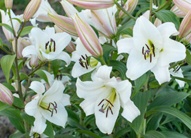 LILIUM - Lilien