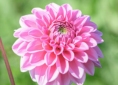 SOMMERBLÜHER - Pflanzzeit März/Mai