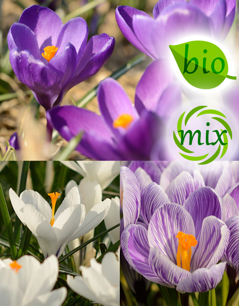 Mischung  Mischung: Grossblumige Krokusmischung – BIO