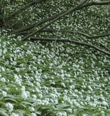 Lauch (Bärlauch)  Allium ursinum (Bärlauch) - Stinsenpflanze (Direktversand) - ANGEBOT