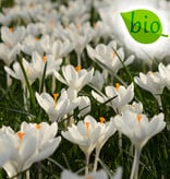 Mischung  Mischung: Grossblumige Krokusmischung – BIO
