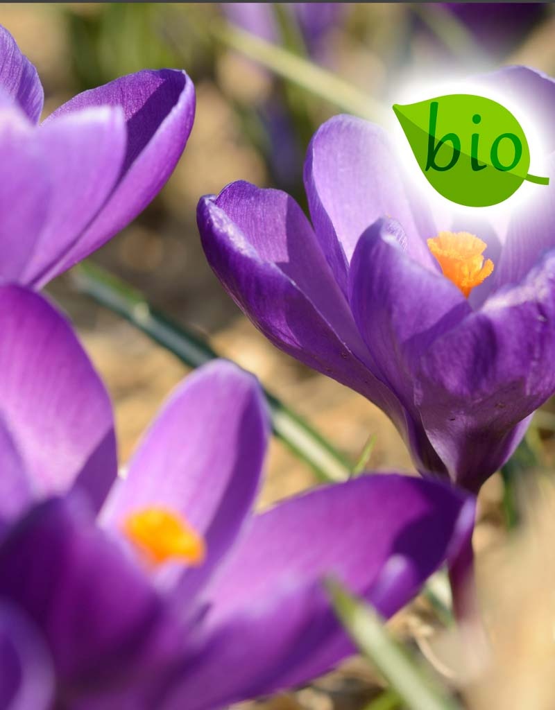 Mischung  Mischung: Grossblumige Krokusmischung – BIO