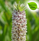 Ananaslilie  Eucomis montana - natürlicher Anbau