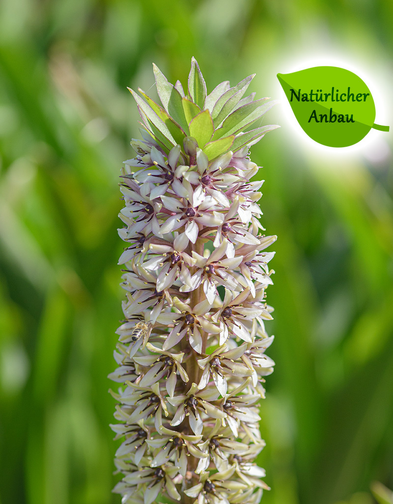 Ananaslilie  Eucomis montana - natürlicher Anbau