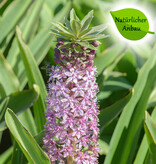 Ananaslilie  Eucomis comosa 'Pink Gin' - natürlicher Anbau