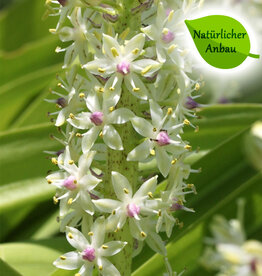 Ananaslilie  Eucomis comosa - natürlicher Anbau