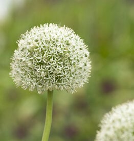 Zierlauch  Allium 'White Giant'