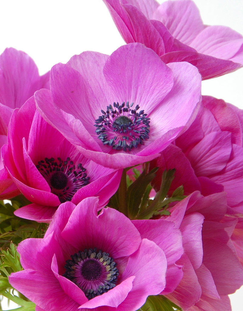 Kronen-Anemone  Anemone coronaria 'Sylphide' - ANGEBOT