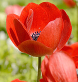 Kronen-Anemone  Anemone coronaria 'Hollandia' - ANGEBOT