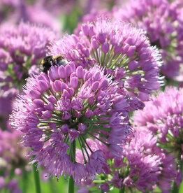 Lauch  Allium 'Millennium'