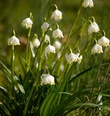 Märzenbecher  Leucojum vernum (Märzenbecher) - Stinsenpflanze - bulk