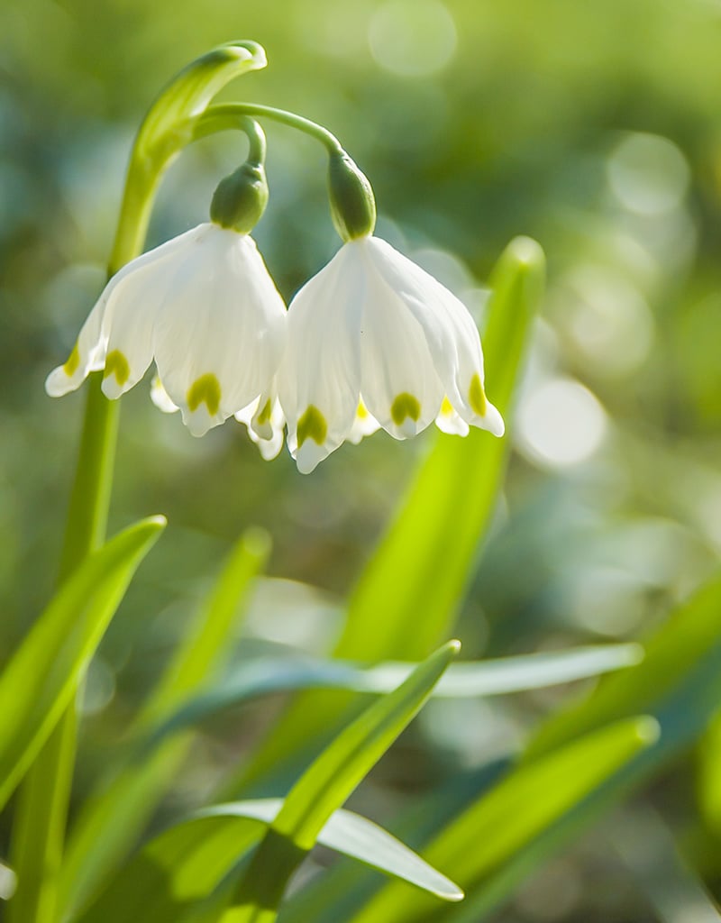 Märzenbecher  Leucojum vernum (Märzenbecher) - Stinsenpflanze - bulk