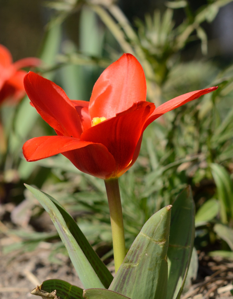 Tulpe (Wild)  Tulipa kaufmanniana 'Showwinner'