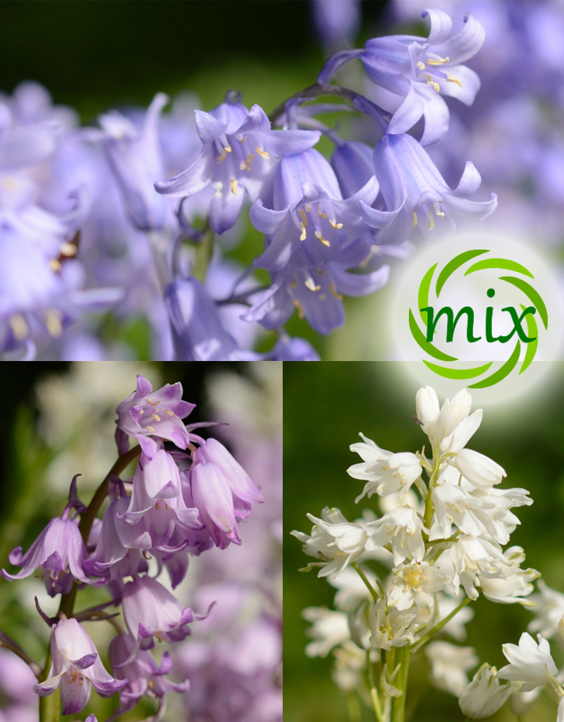 Hasenglöckchen (Spanisches)  Hyacinthoides hispanica, blau, rosa, weiss (mix) - 1000 Stück