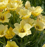 Tulpe  Tulipa batalinii 'Yellow Jewel', BIO