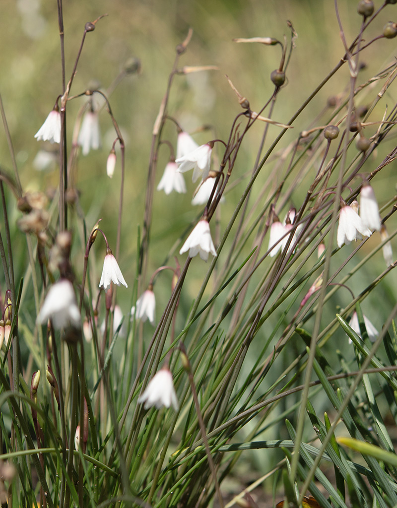 Herbst-Knotenblume Acis autumnalis ‘September Snow’ (Herbst-Knotenblume)