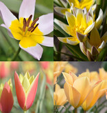 Mischung  Mischung: Botanische Tulpenmischung – BIO